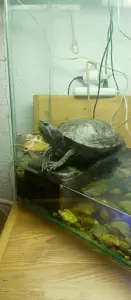 Фотография Жемчужина 4